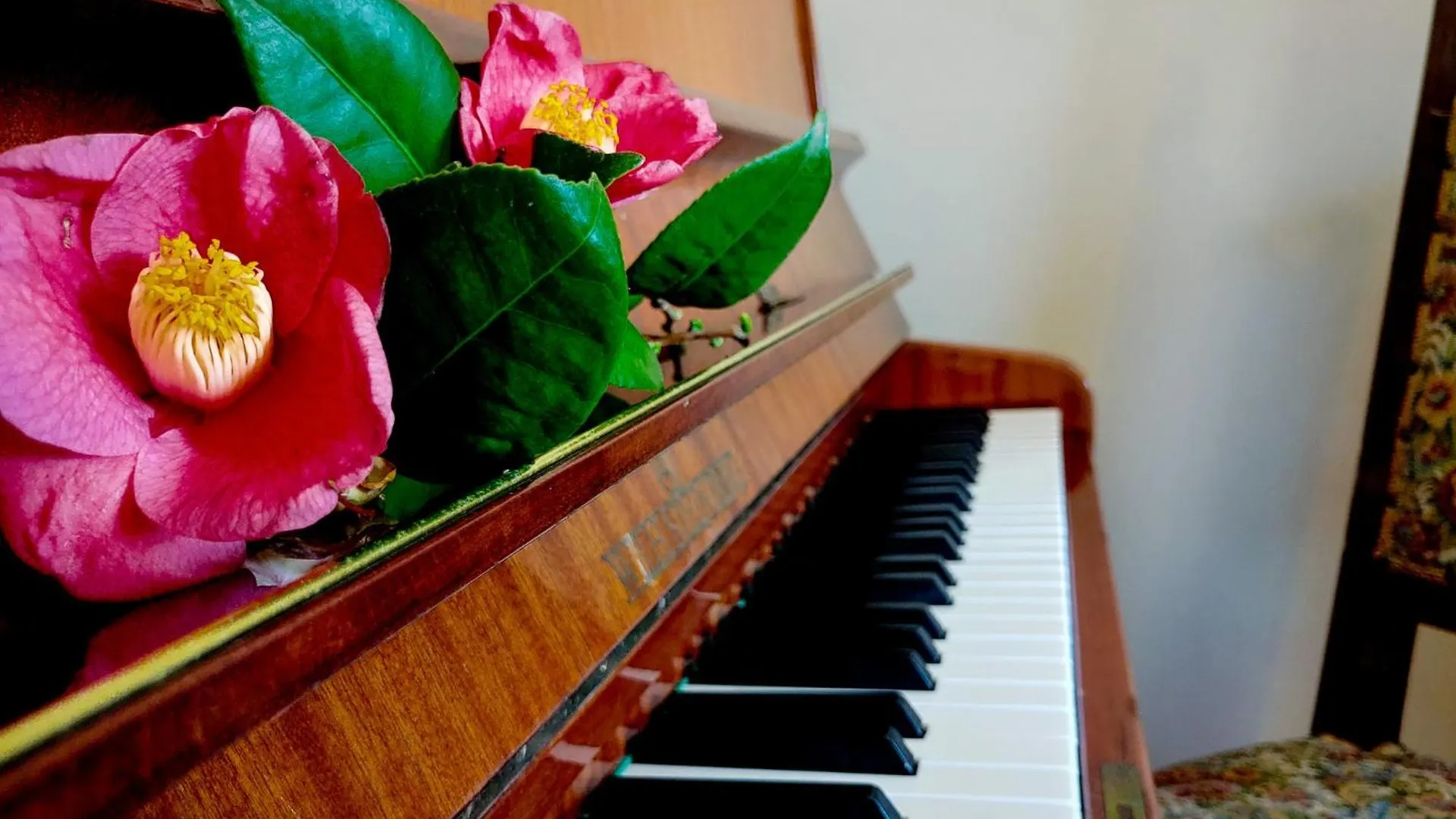 Pianoforte 赫拉弗多纳